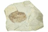 Miocene Fossil Leaf (Populus) - Augsburg, Germany #254165-1